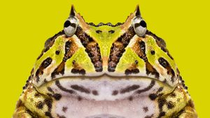 Argentine horned frog