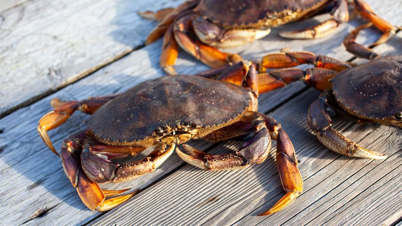 crabs