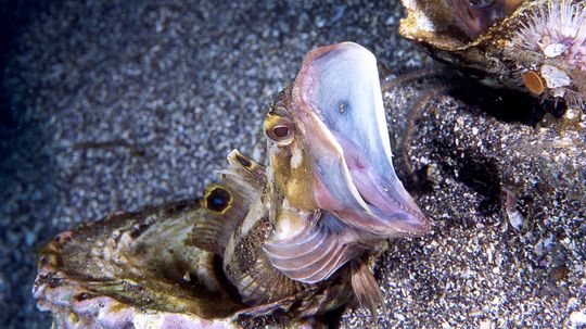 10 of the Scariest Sea Creatures Lurking in the Ocean's Depths