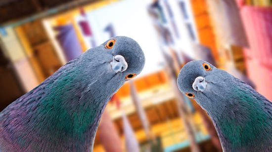 What Is a Group of Pigeons Called? Exactly What You Think