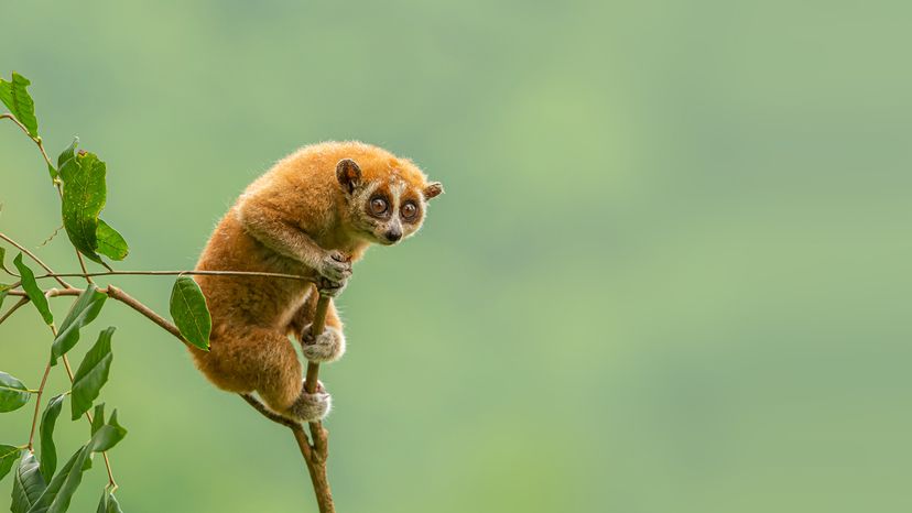 Slow loris