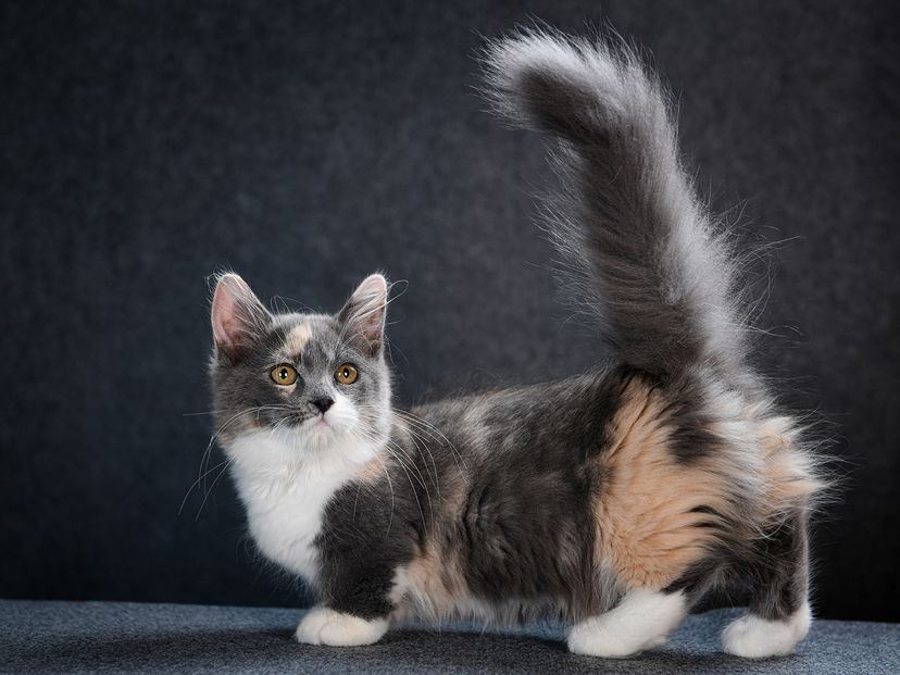 Munchkin cat