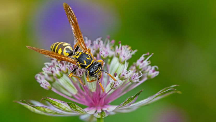 Paper wasp