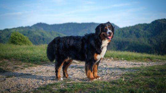 10 Least Aggressive Dog Breeds (Proper Training Required)