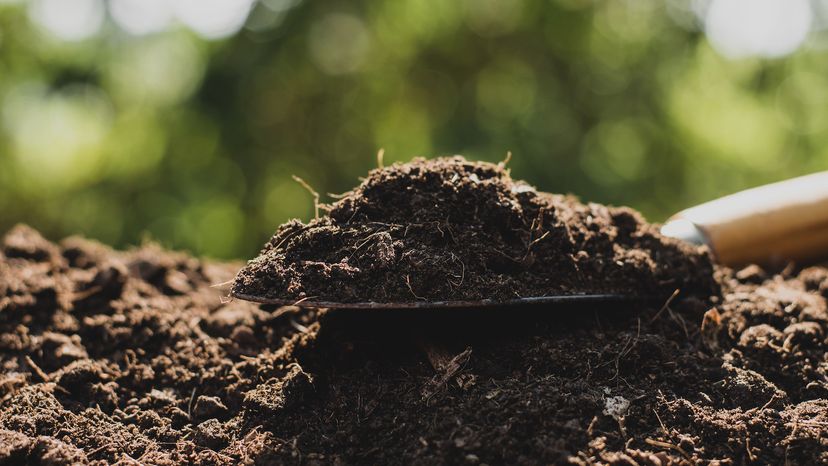 A hand trowel with a scoop of loam soil sits on a garden bed of loam soil.