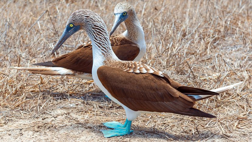Blue-footed booby