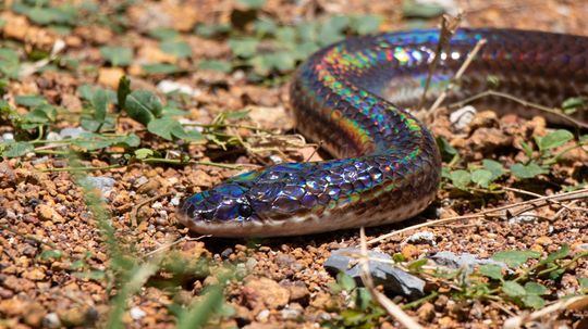 The Visually Stunning Sunbeam Snake Slithers Under the Radar