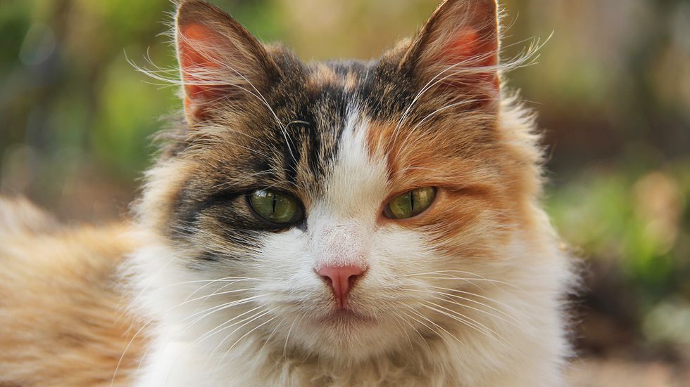 Why Does My Cat Stare at Me Like It Knows My Deepest Secrets?