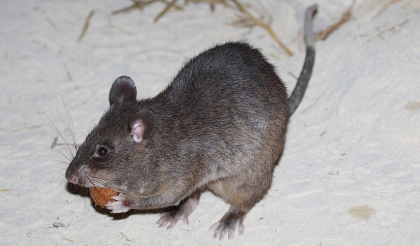 Gambian pouched rat