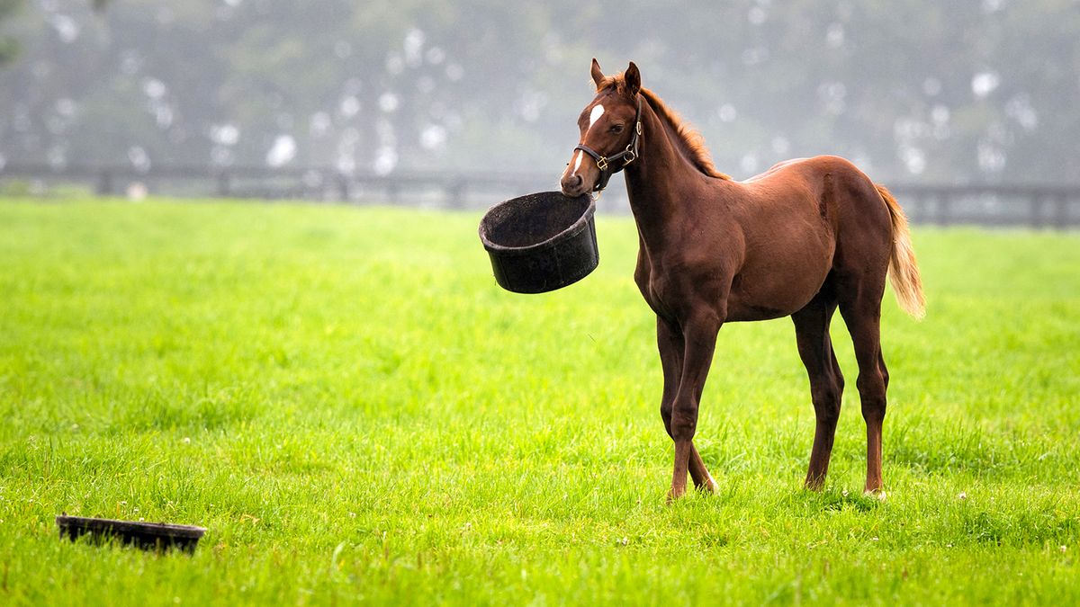 What Do Horses Eat in the Wild and on Farms? | HowStuffWorks