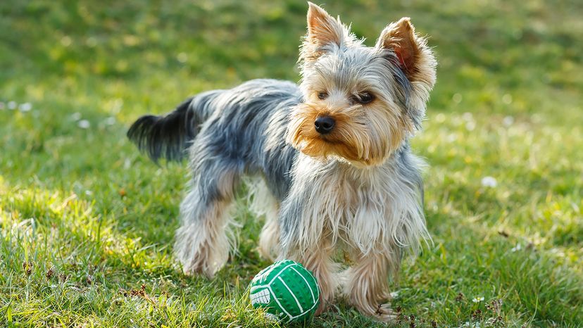 Yorkshire terrier
