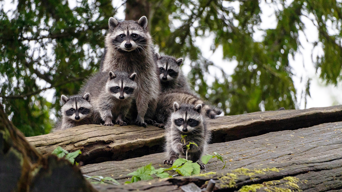 What Is a Group of Raccoons Called? It's Surprisingly Elegant