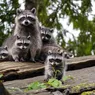 What Is a Group of Raccoons Called? It's Surprisingly Elegant
