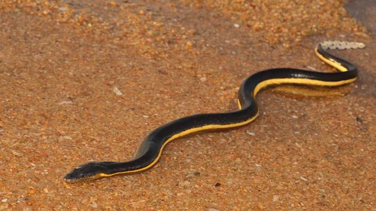 The Yellow-bellied Sea Snake Slithers in the Open Ocean