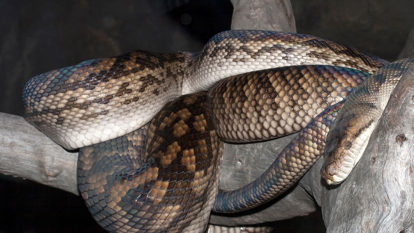 Australian scrub python