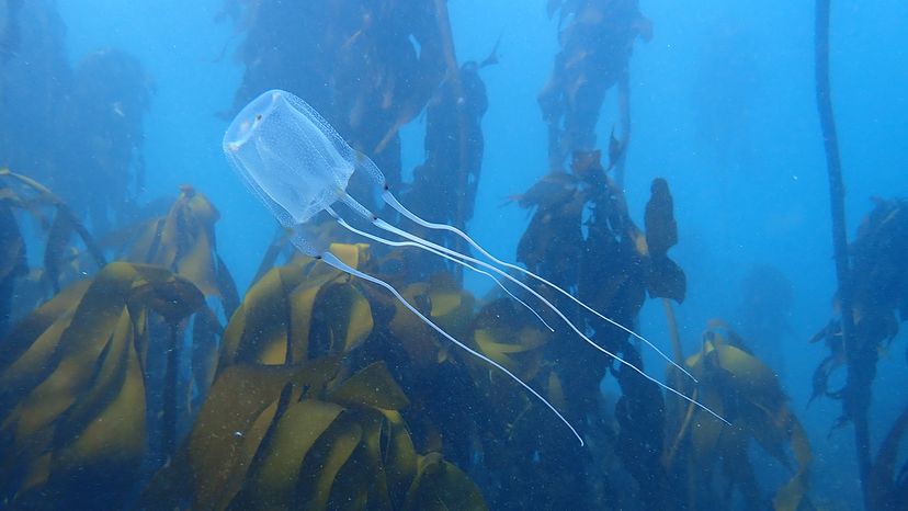 Box jellyfish