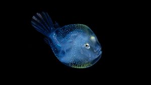 Semi-translucent blue fish with yellow dots in black water