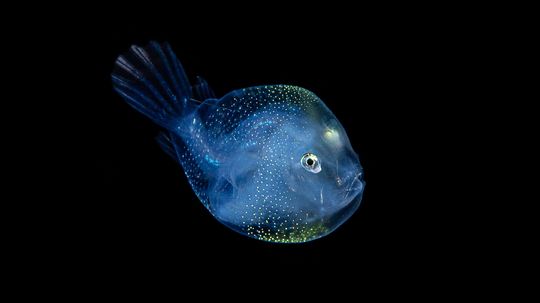 Some Anglerfish 'Permanently Mate' and Become a Single Being