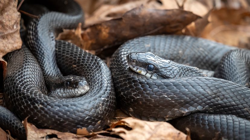 Eastern rat snakes