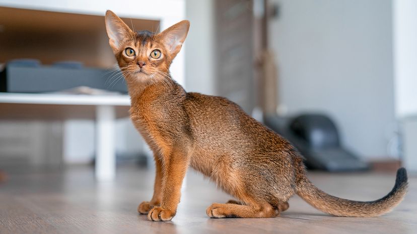 Abyssinian