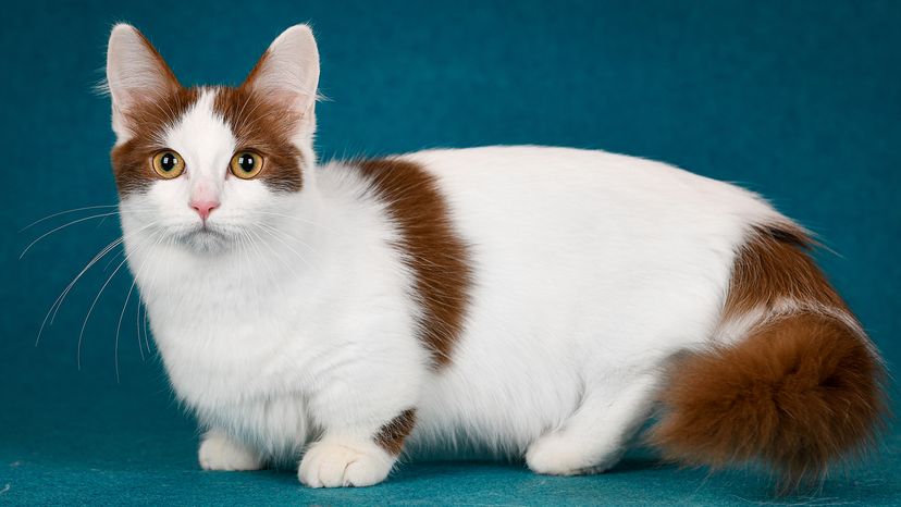 Munchkin cat