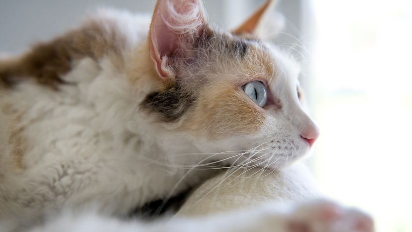 LaPerm cat