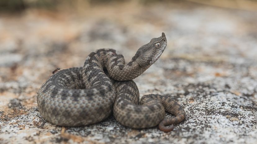 Nose-horned viper