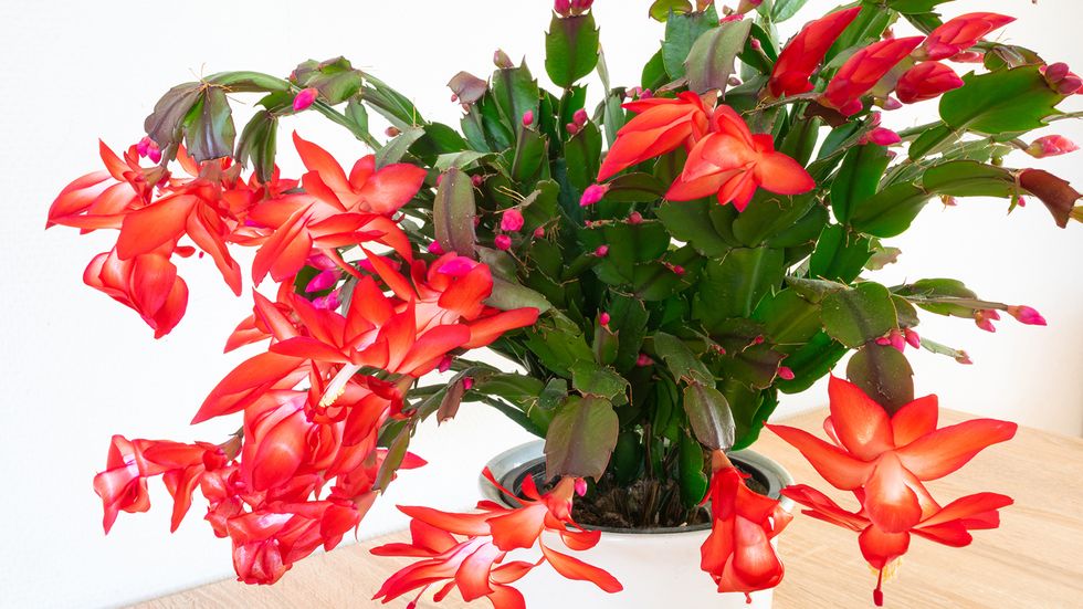 Christmas Cactus vs. Thanksgiving Cactus: What the Schlumbergera?
