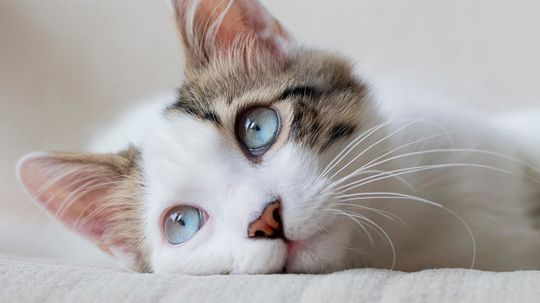 Why Is My Cat Crying? How Do I Help?