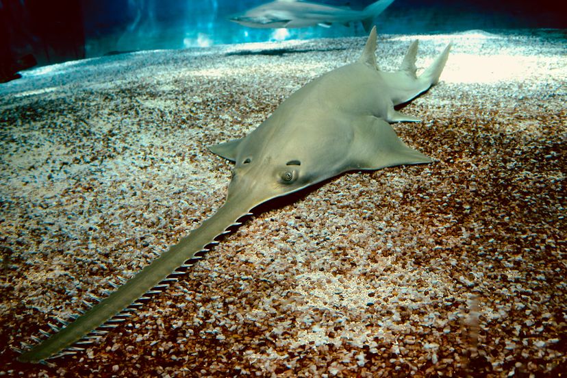 Carpenter shark