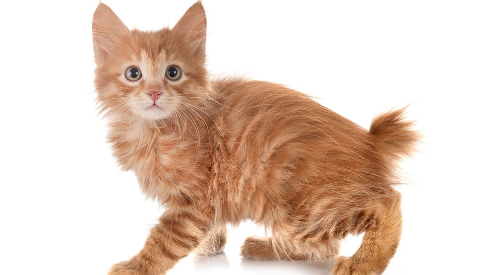 5 Bobtail Cat Breeds With Endearingly Stubby Tails