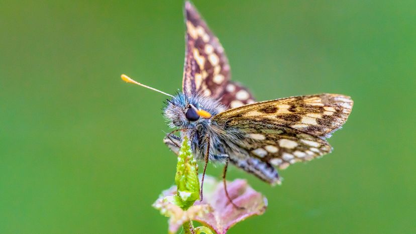 The chequered skipper