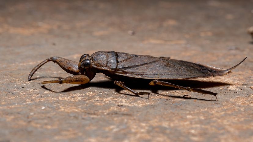 Large, flat, brown insect on cement