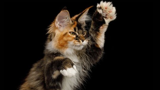 Is a Cat With Thumbs Real or Just Another AI Creation?
