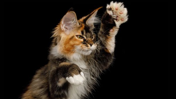 Is a Cat With Thumbs Real or Just Another AI Creation?