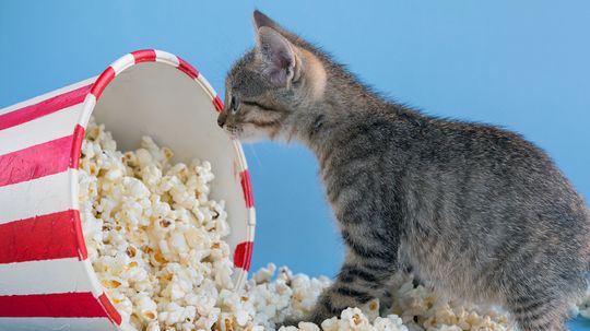 Can Cats Eat Popcorn? What About Buttered Popcorn?
