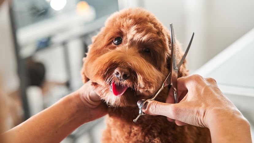 Professional groomer