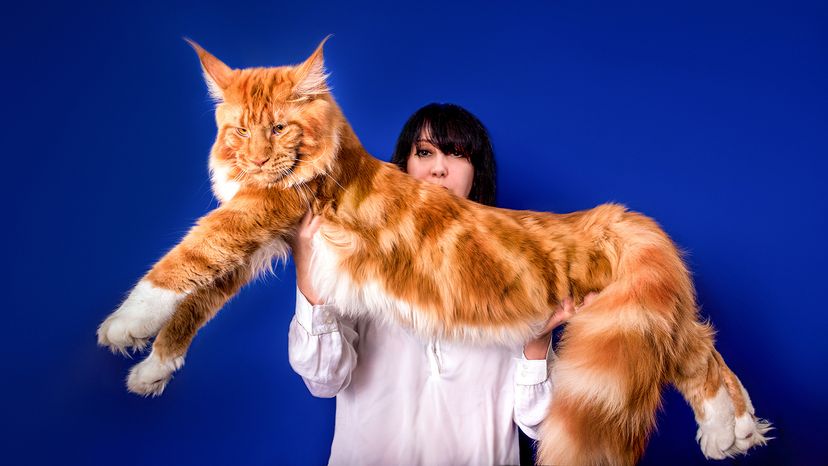 Woman holds up a huge orange Maine coon cat on a blue background