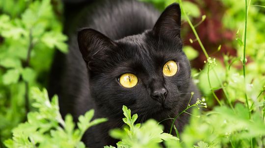 Bombay Cat vs. Black Cat Traits: Not All Black Cats Are Bombays