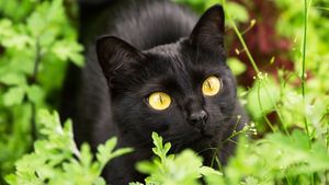 Black cat with yellow eyes in a garden
