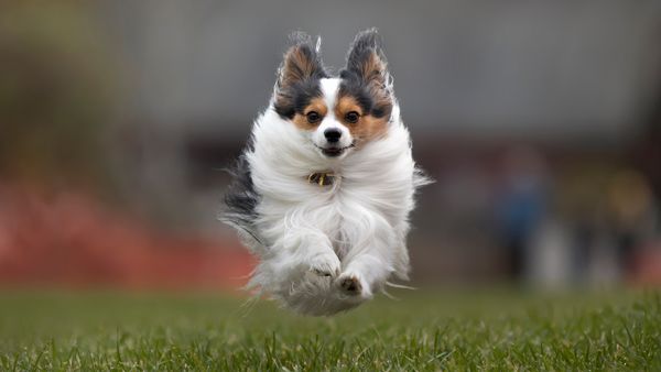 10 Cutest Small Dogs You'll Want to Spoil Rotten