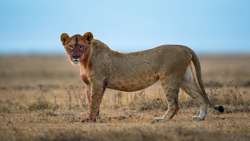 Southern African lion