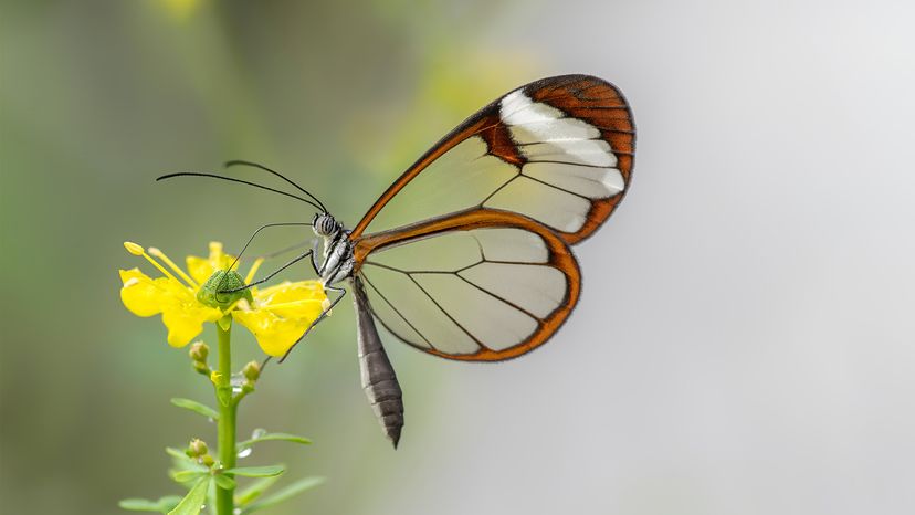 Glasswing