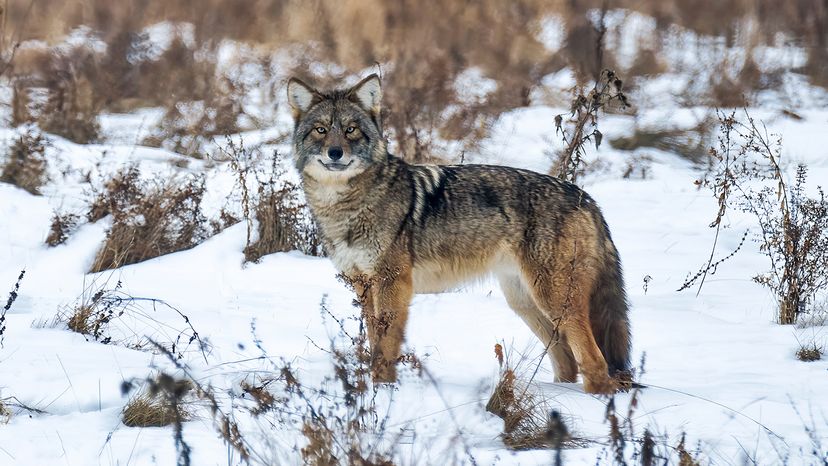 Wolflike coyote standing in snow, looking at the camera