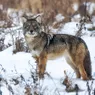 The Coywolf Is Part Dog, Part Wolf, Part Coyote