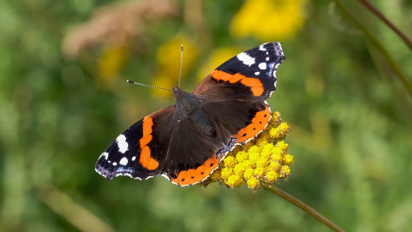 Red Admiral butterfly