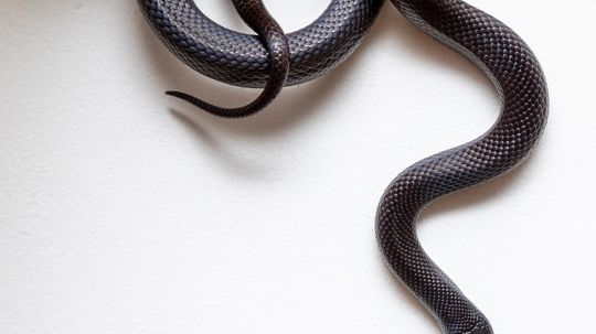 10 Black Snake Species That Blend With the Shadows