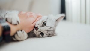 Stunning Purebred Persian Chinchilla Silver baby cat bites me