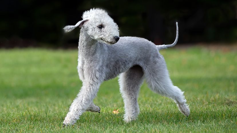 Bedlington Terrier