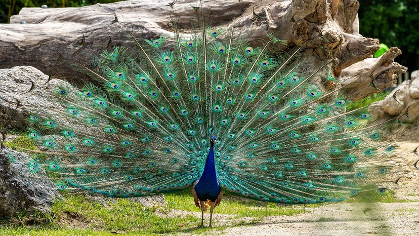 Indian peafowl